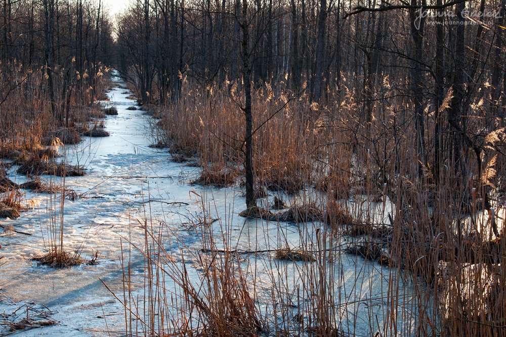 067_Biebrza - kwiecien 2013.jpg